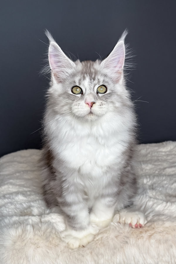 Milo | Polydactyl Maine Coon Kitten