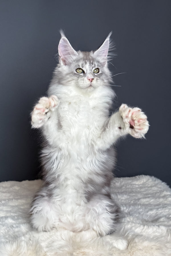 Milo | Polydactyl Maine Coon Kitten