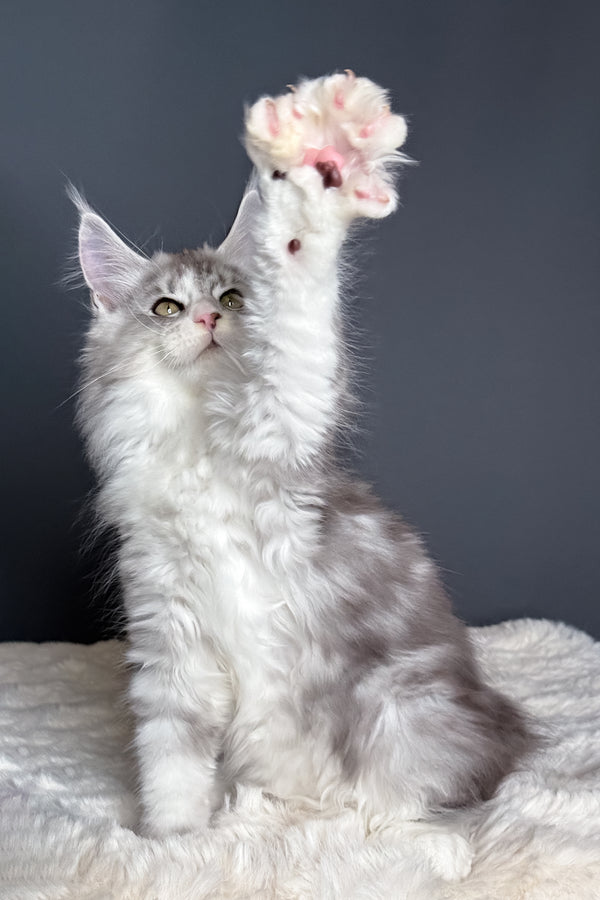 Milo | Polydactyl Maine Coon Kitten