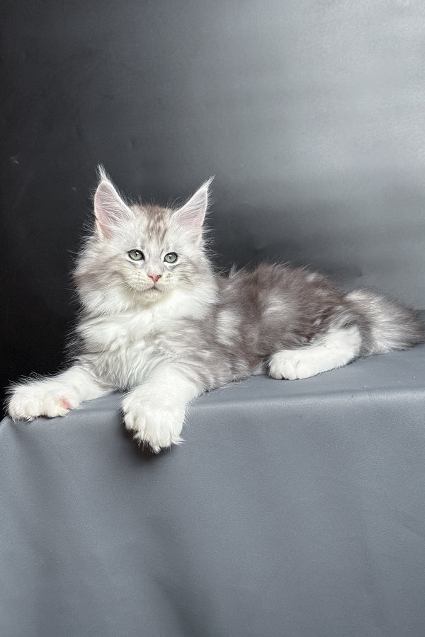 Milo | Polydactyl Maine Coon Kitten