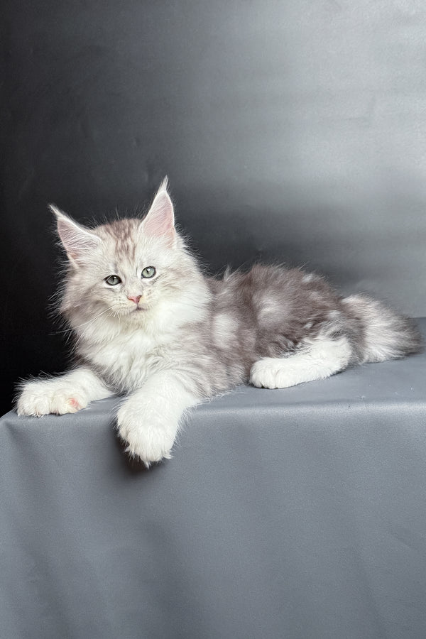 Milo | Polydactyl Maine Coon Kitten