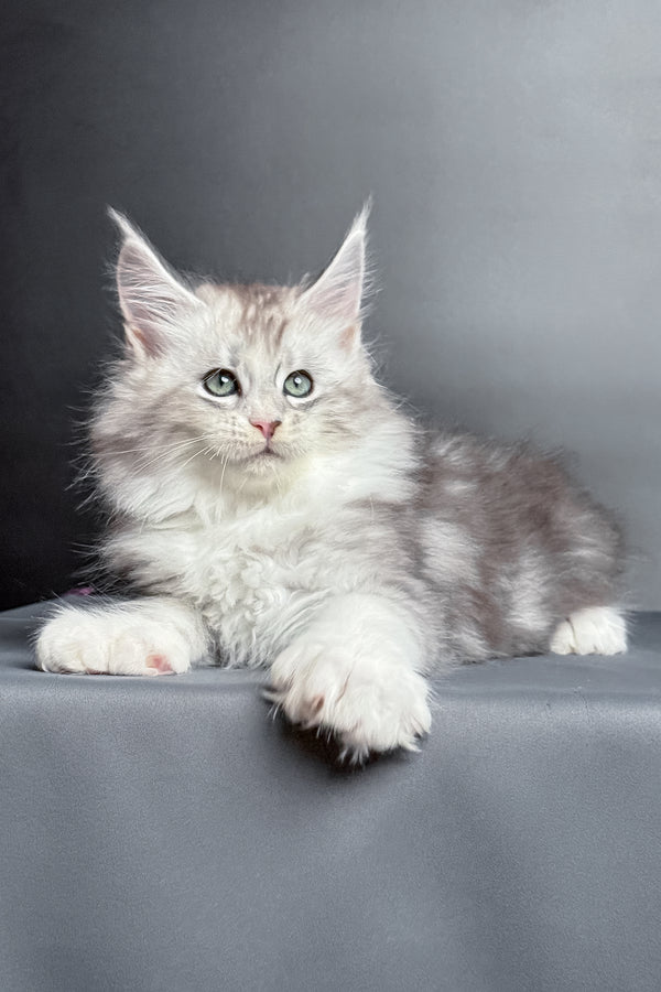 Milo | Polydactyl Maine Coon Kitten