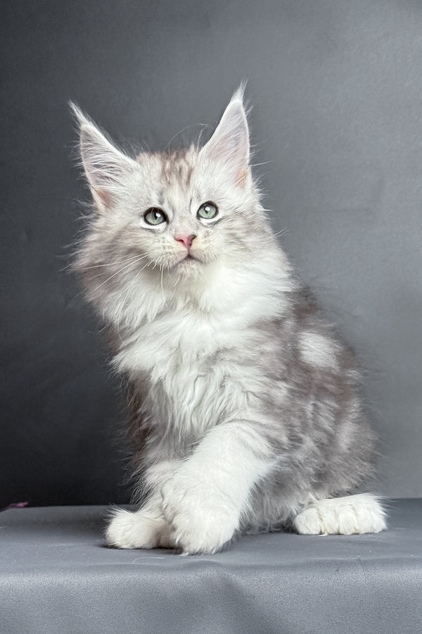 Milo | Polydactyl Maine Coon Kitten