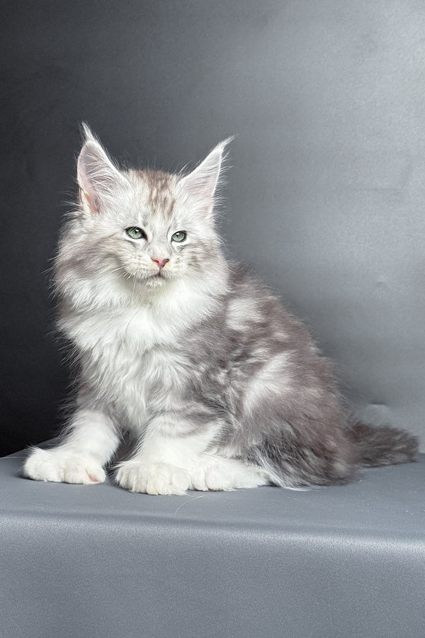 Milo | Polydactyl Maine Coon Kitten