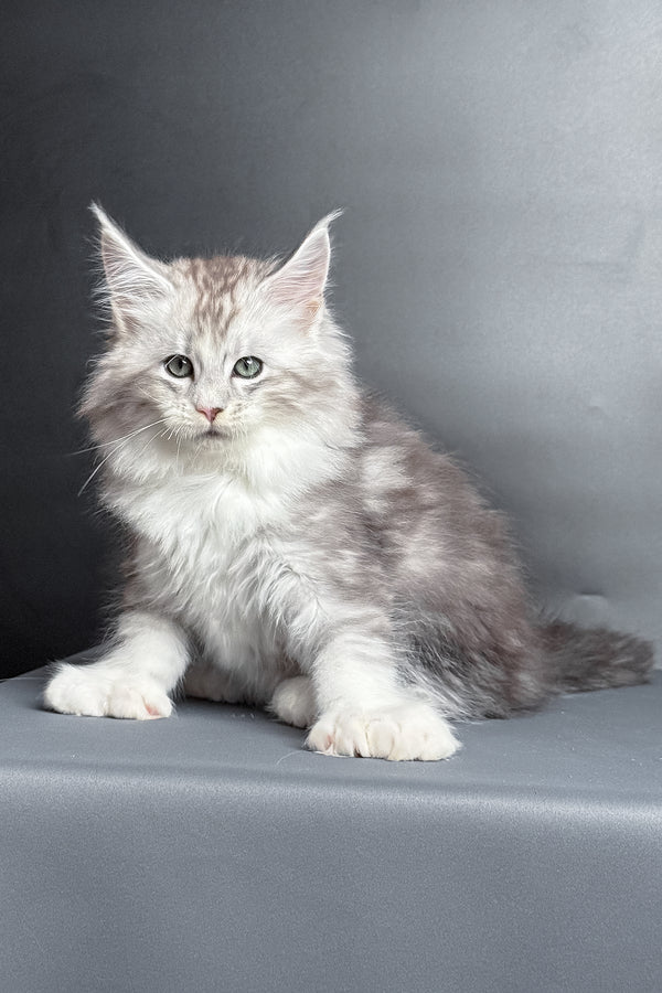 Milo | Polydactyl Maine Coon Kitten