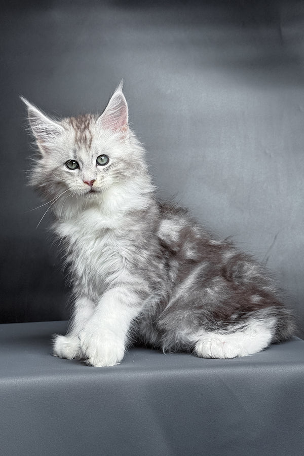 Milo | Polydactyl Maine Coon Kitten