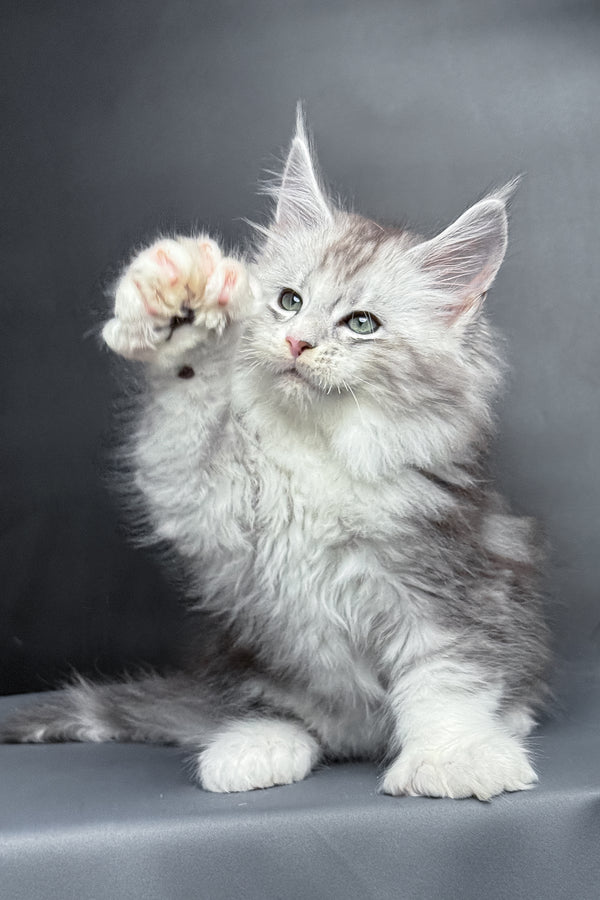 Milo | Polydactyl Maine Coon Kitten