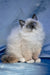 Milo | Ragdoll Kitten