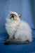 Milo | Ragdoll Kitten