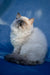 Milo | Ragdoll Kitten