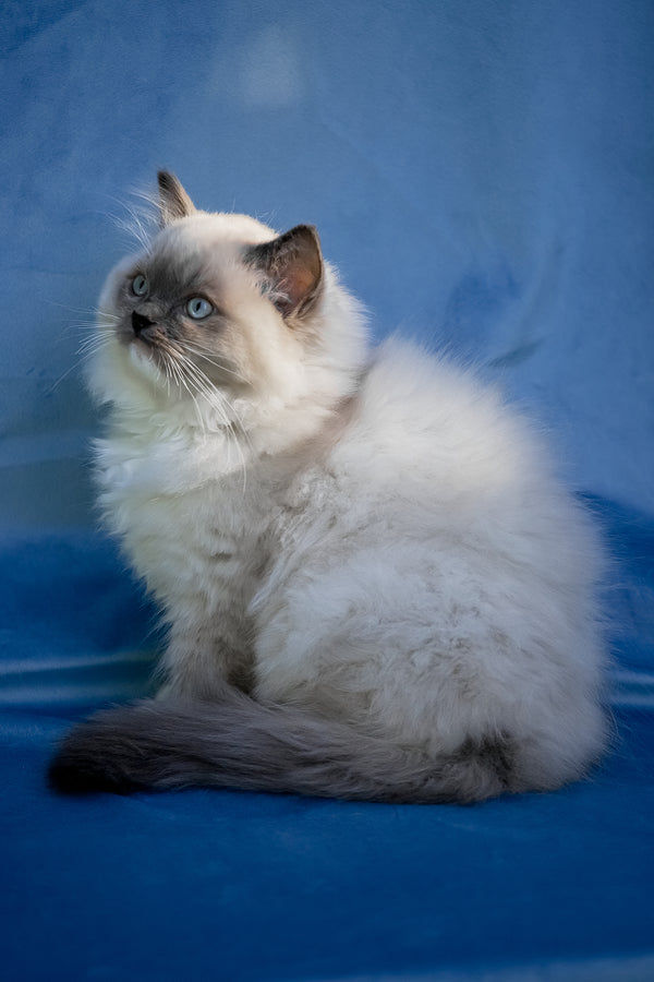 Milo | Ragdoll Kitten