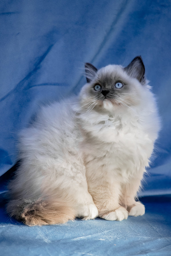 Milo Ragdoll Kitten with Stunning Blue Eyes