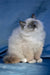 Milo | Ragdoll Kitten