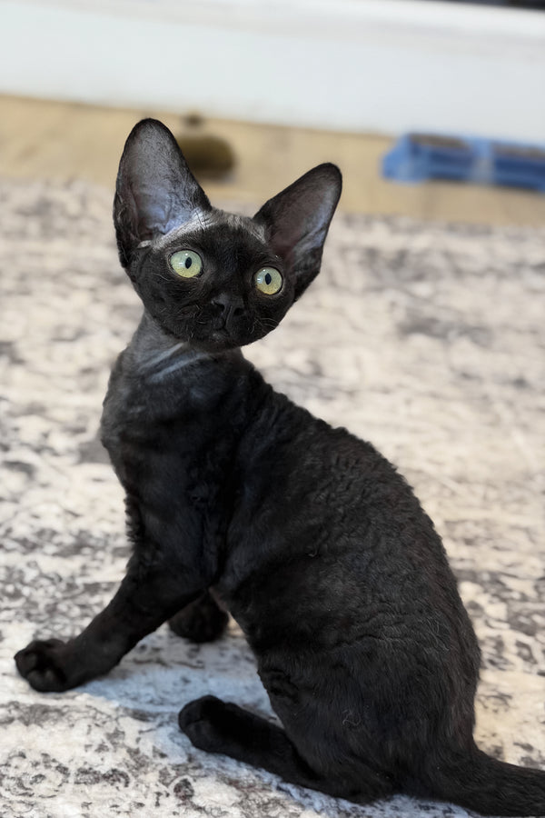 Mimmo | Devon Rex Kitten