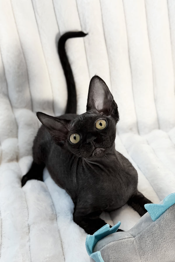 Mimmo | Devon Rex Kitten