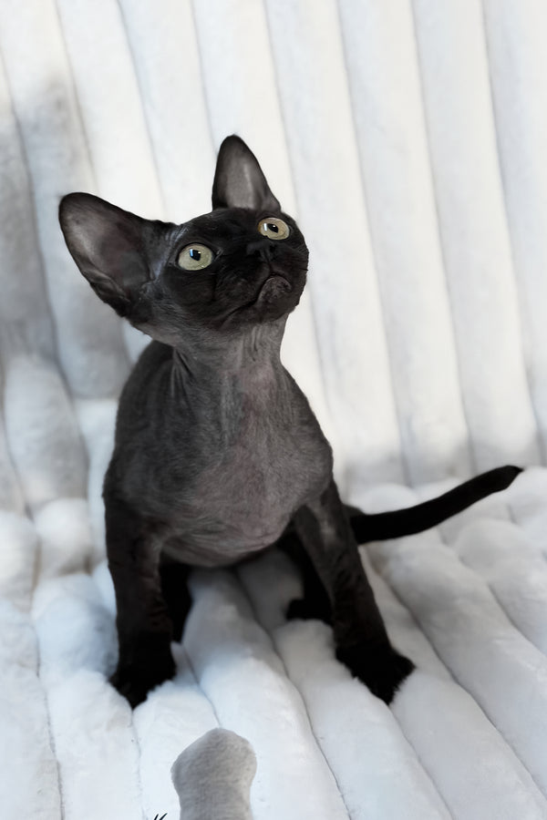 Mimmo | Devon Rex Kitten