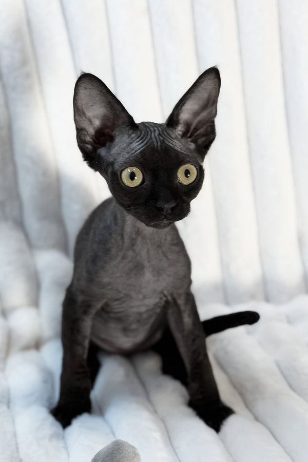 Mimmo | Devon Rex Kitten