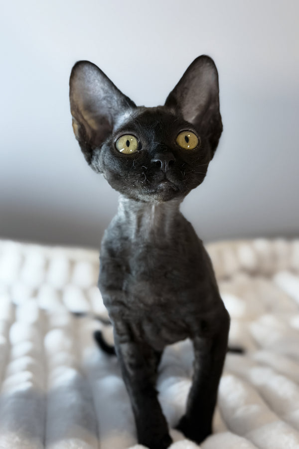 Mimmo | Devon Rex Kitten