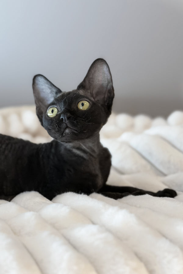 Mimmo | Devon Rex Kitten