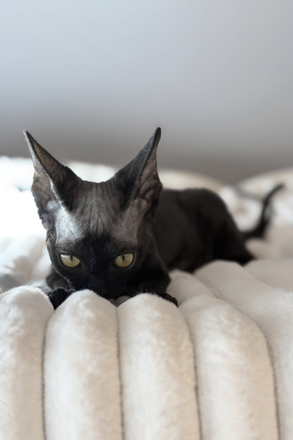 Mimmo | Devon Rex Kitten