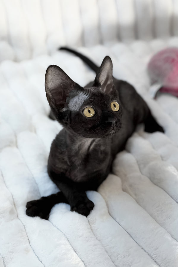 Mimmo | Devon Rex Kitten