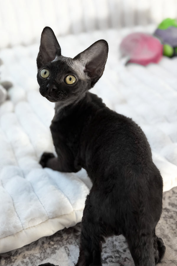 Mimmo | Devon Rex Kitten