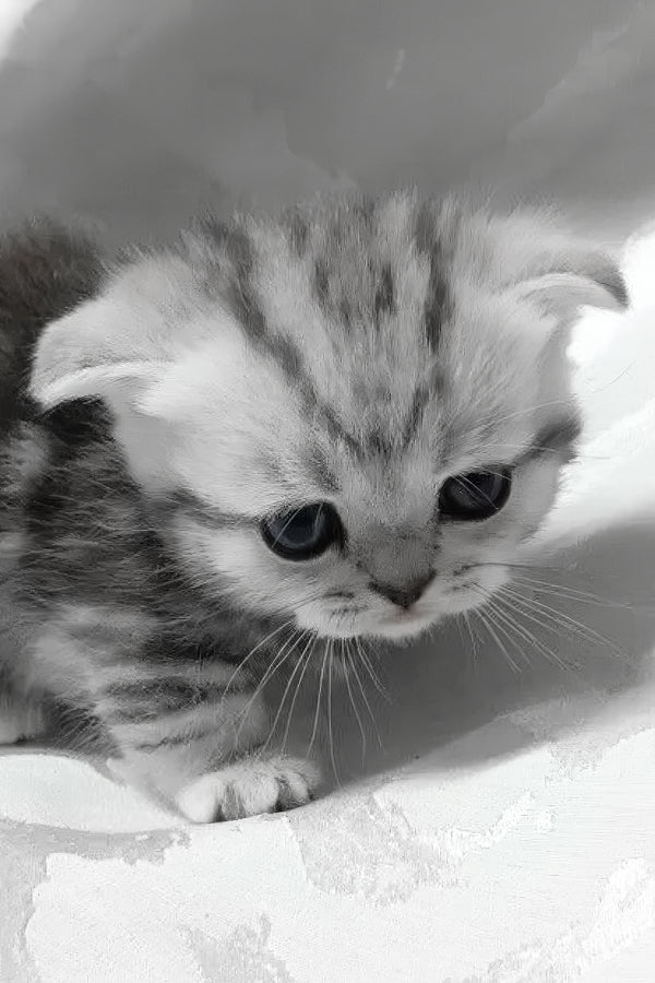 Miranda | Munchkin Kitten