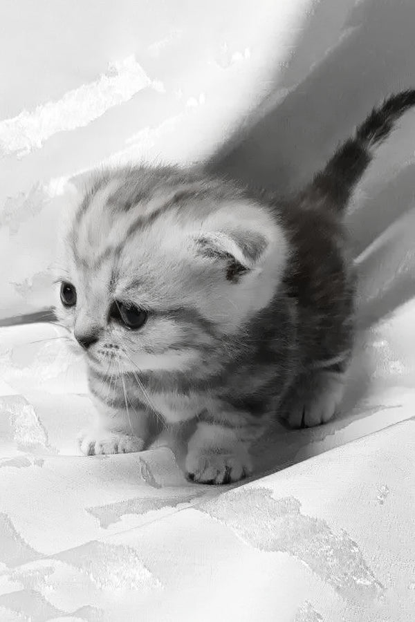Miranda | Munchkin Kitten