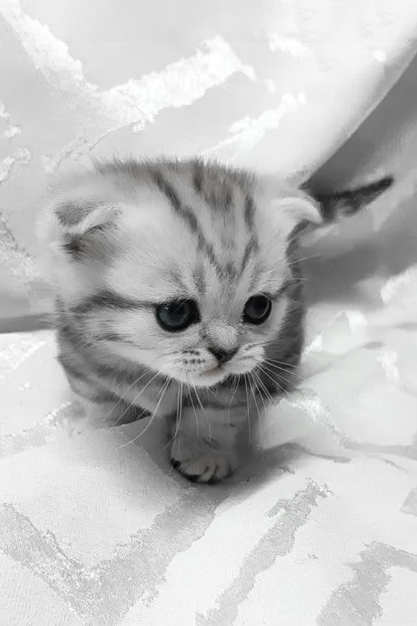Miranda | Munchkin Kitten