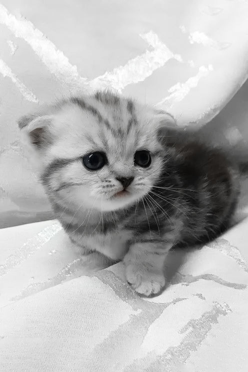 Miranda | Munchkin Kitten