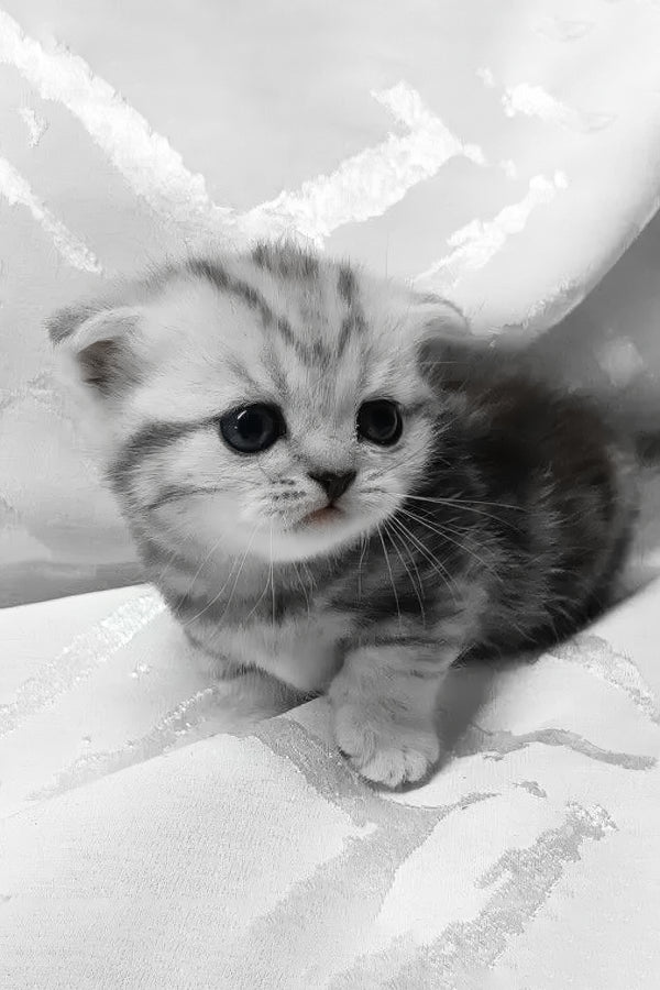Miranda | Munchkin Kitten
