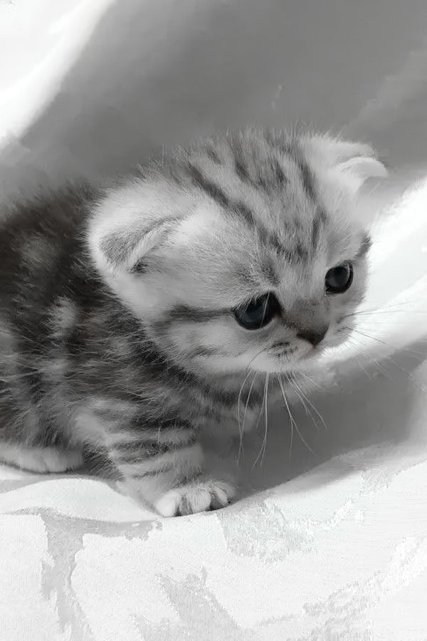 Miranda | Munchkin Kitten