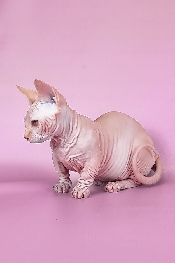 Miranda | Bambino Sphynx Kitten