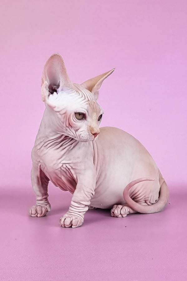 Miranda | Bambino Sphynx Kitten