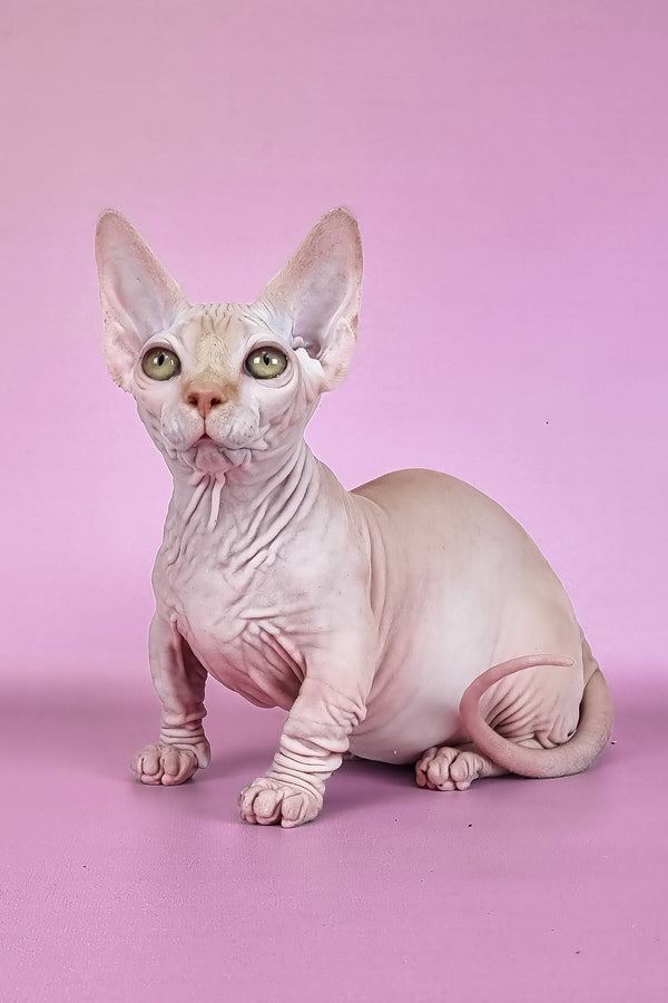 Miranda | Bambino Sphynx Kitten