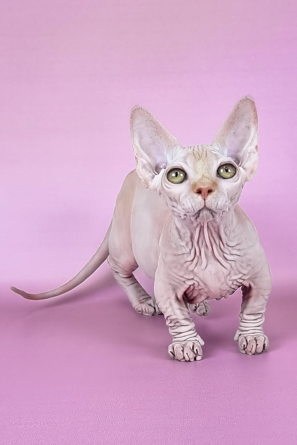 Miranda | Bambino Sphynx Kitten