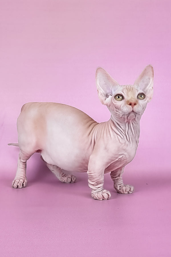 Miranda | Bambino Sphynx Kitten