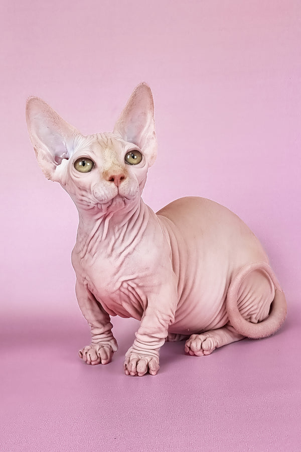Miranda | Bambino Sphynx Kitten