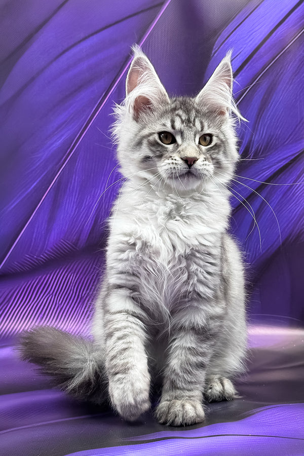 Miron | Maine Coon Kitten