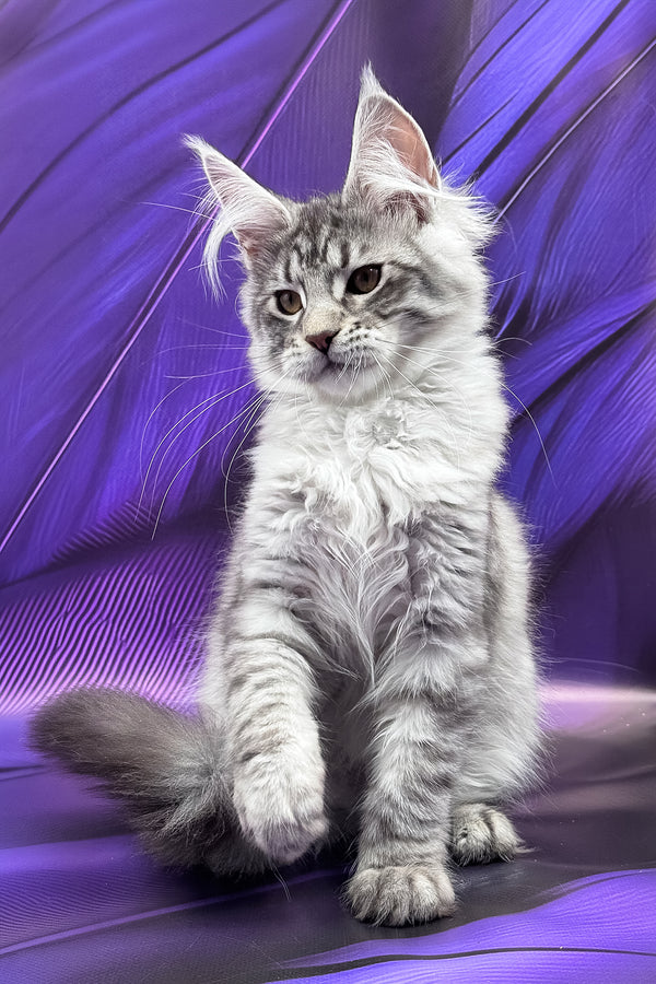 Miron | Maine Coon Kitten