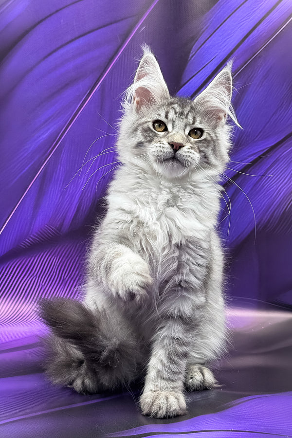 Miron | Maine Coon Kitten