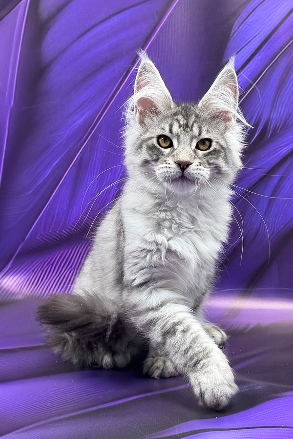 Miron | Maine Coon Kitten