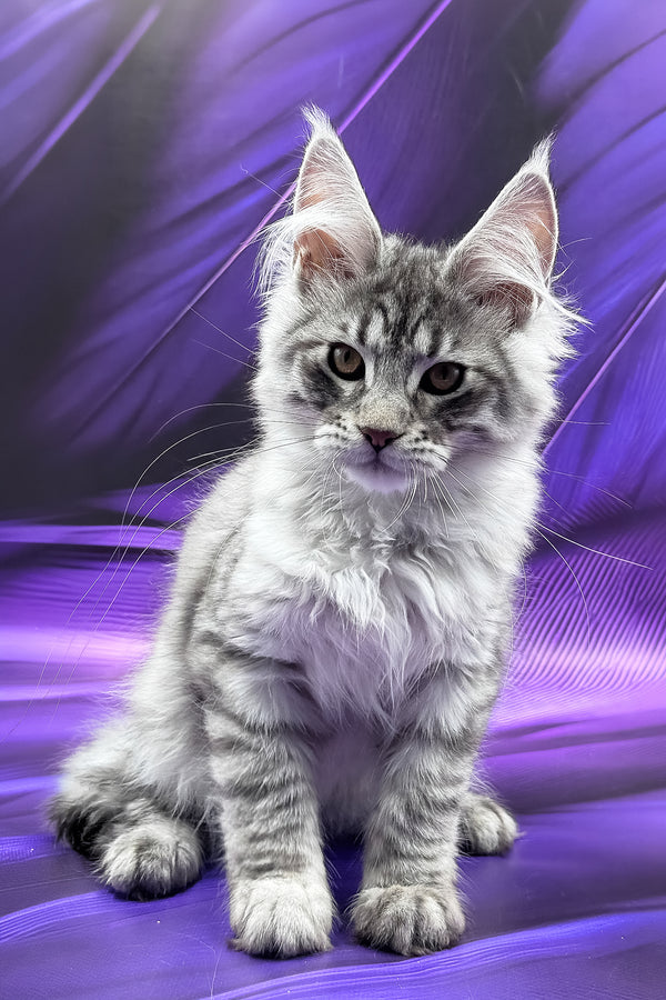 Miron | Maine Coon Kitten