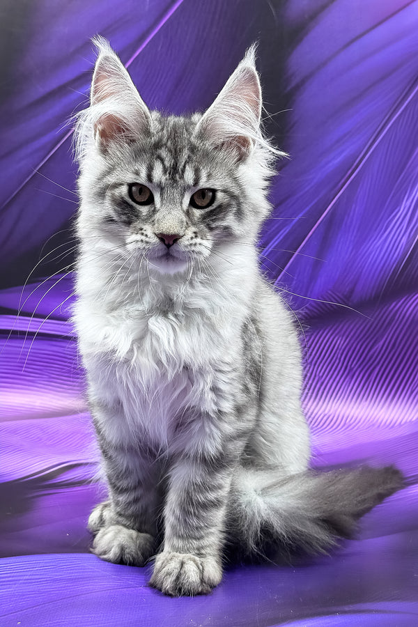 Miron | Maine Coon Kitten