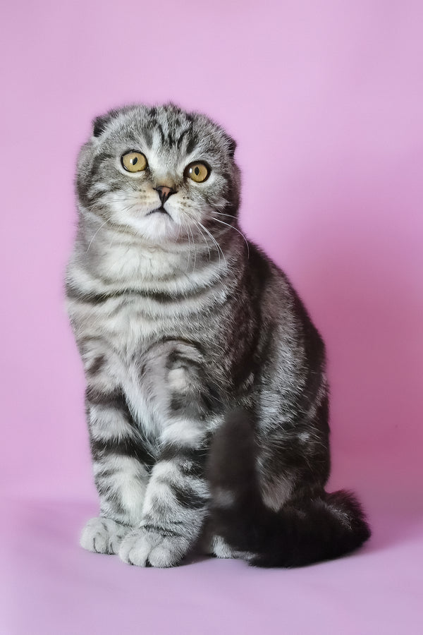 Misha | Scottish Fold Kitten