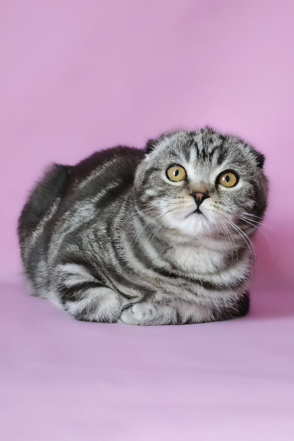 Misha | Scottish Fold Kitten