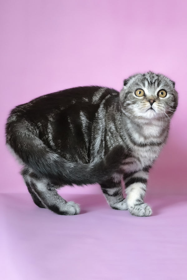 Misha | Scottish Fold Kitten