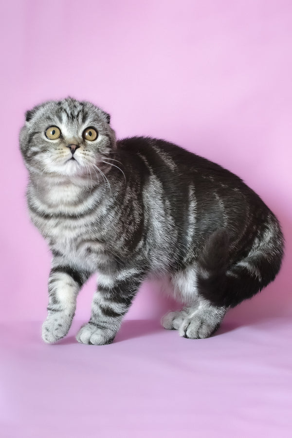 Misha | Scottish Fold Kitten