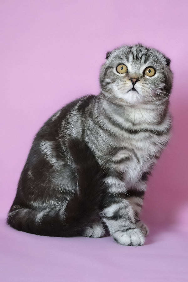 Misha | Scottish Fold Kitten