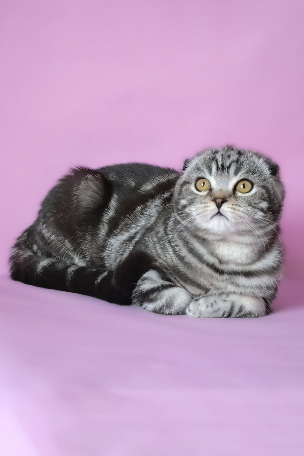 Misha | Scottish Fold Kitten
